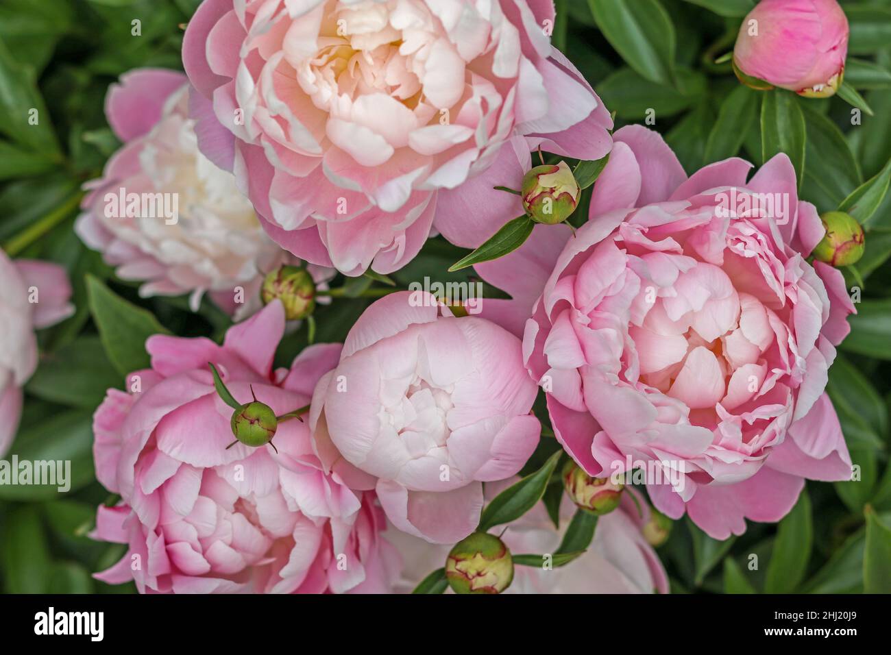 Pretty Pink Pastel Peonies in garden springtime Stock Photo - Alamy