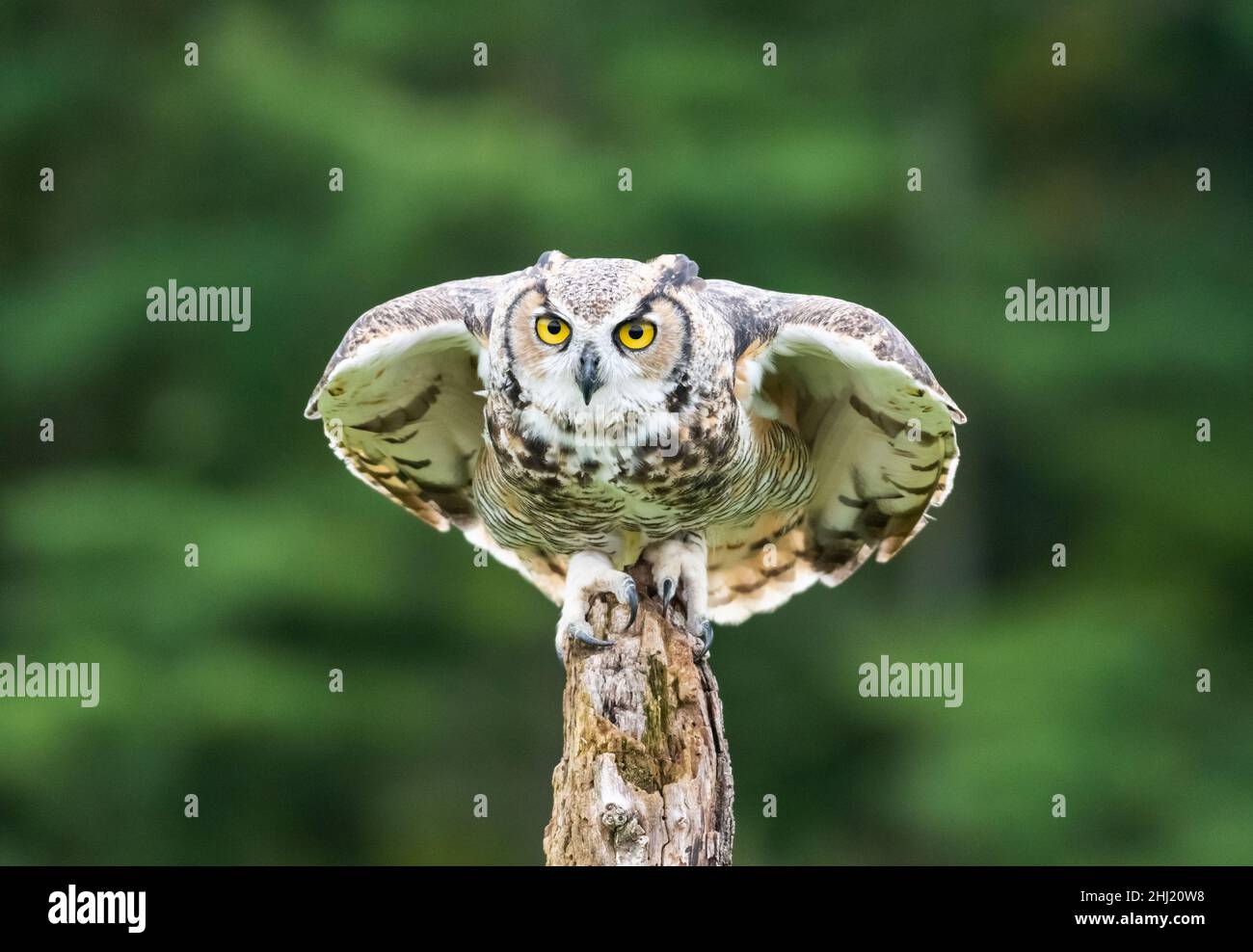 Large Preyy Hi res Stock Photography And Images Alamy large-preyy-hi-res-stock-photography-and-images-alamy