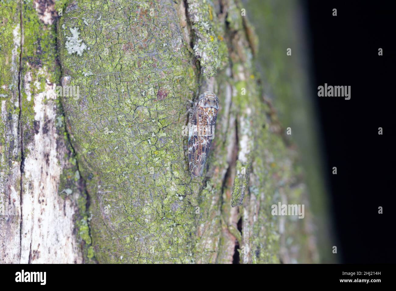 Fungal fruiting bodies of genus Nectria on hornbeam bark. Stock Photo