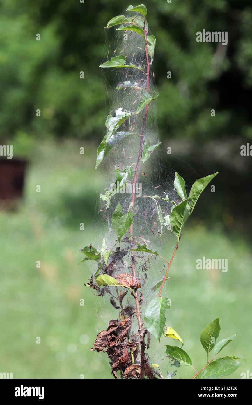 Group of Larvae of Bird-cherry ermine (Yponomeuta evonymella) pupate in tightly packed communal, white web on a tree trunk and branches among green Stock Photo