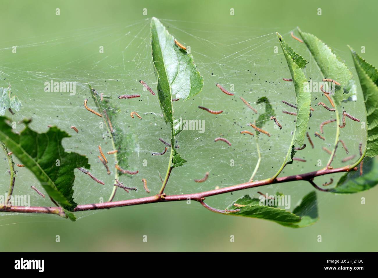 Group of Larvae of Bird-cherry ermine (Yponomeuta evonymella) pupate in tightly packed communal, white web on a tree trunk and branches among green Stock Photo