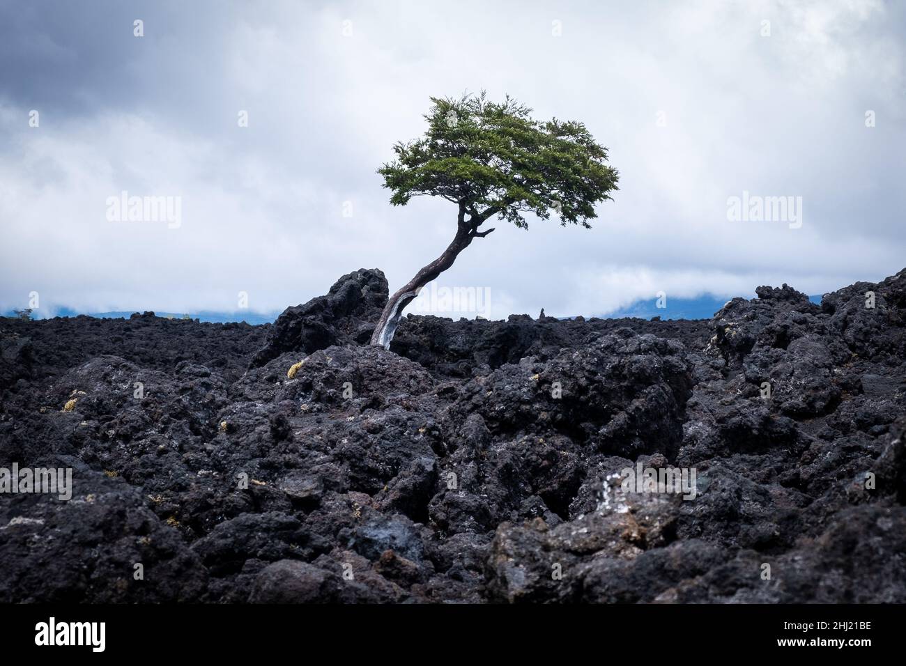 A single tree grows out of the Llaima volcano lava field, Conguillío National Park, Chile Stock Photo