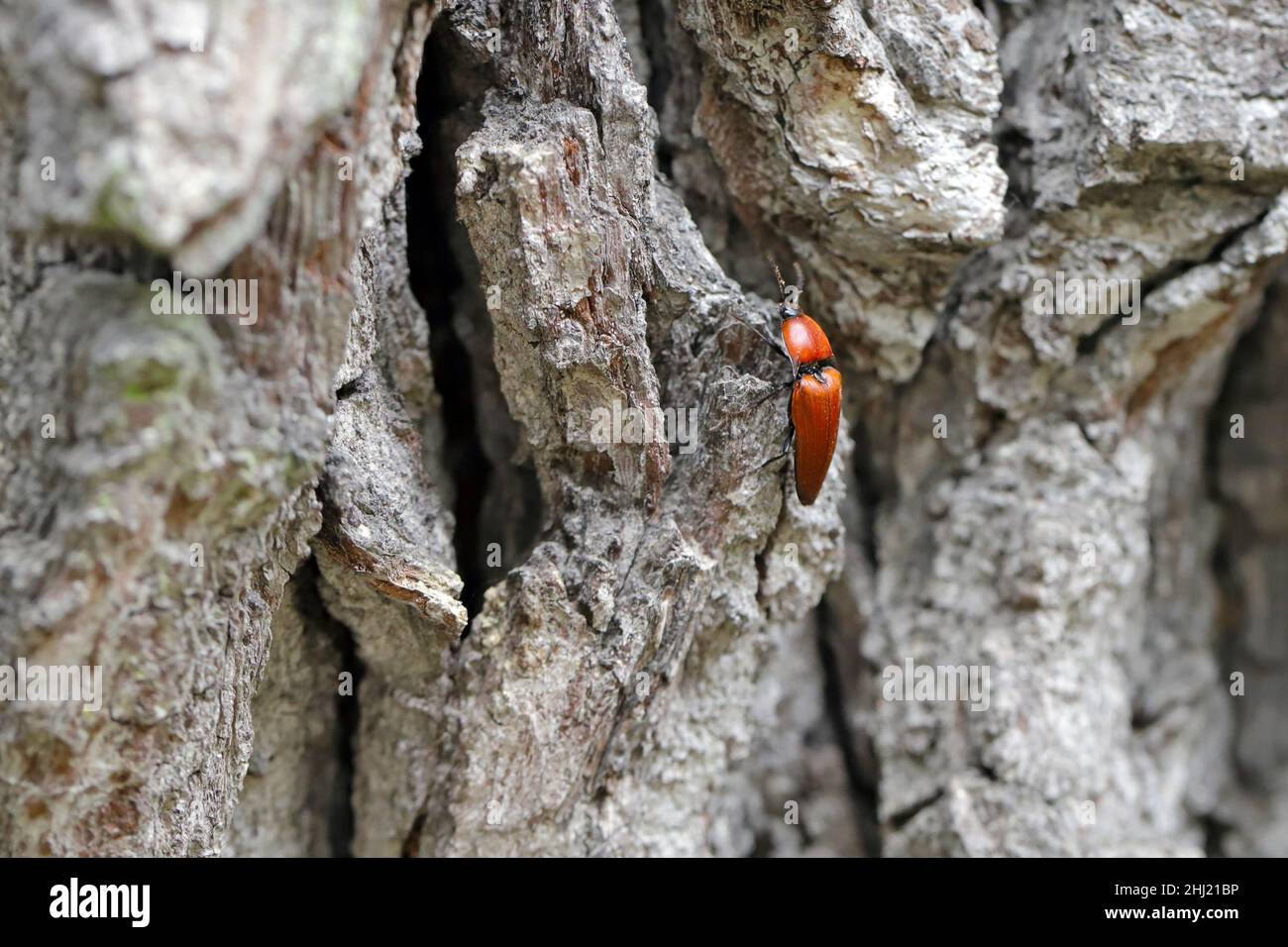 The close-up of the Elater ferrugineus, the rusty click beetle on an oak tree Stock Photo
