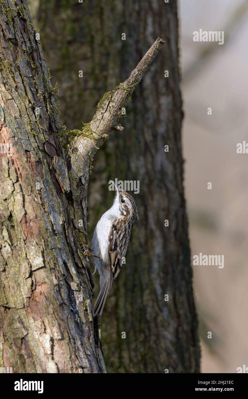 The short-toed treecreeper (Certhia brachydactyla) is a small passerine bird found in woodlands through much of the warmer regions of Europe and into Stock Photo