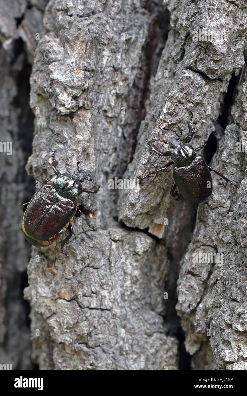 Hermit beetle - Osmoderma eremita. Two beetles sitting on the bark of an oak tree. Stock Photo