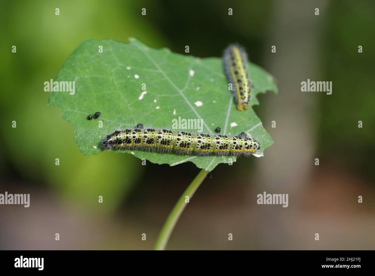 Side view of a caterpillar, cabbage white butterfly, Pieris brassicae, on a leaf of nasturtium. Stock Photo