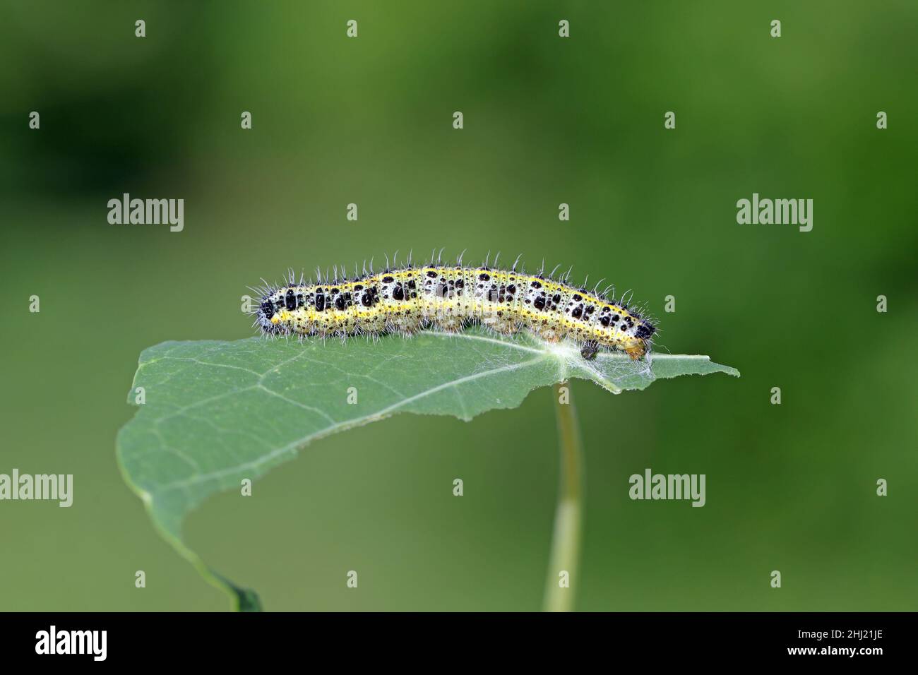 Side view of a caterpillar, cabbage white butterfly, Pieris brassicae, on a leaf of nasturtium. Stock Photo