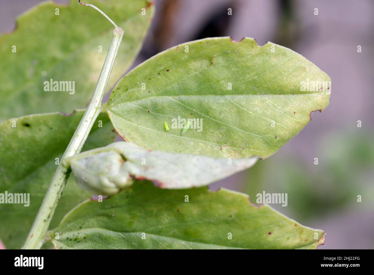 The little leafhopper - Empoasca on the leaves of broad beans. These are crop pests that suck plant sap. Stock Photo