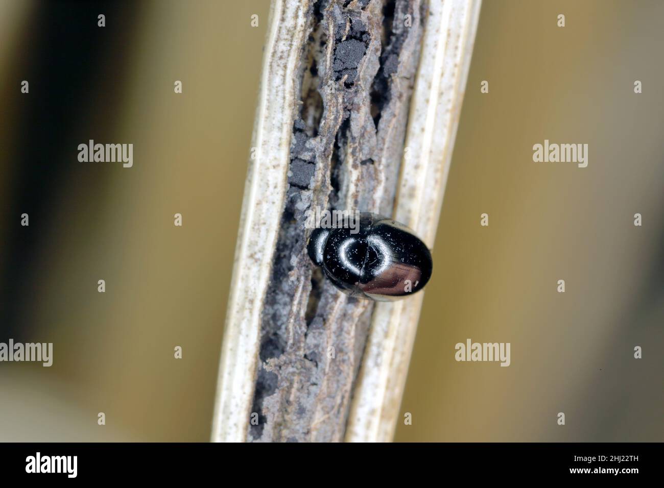 Beetle Phalacrus corruscus feeding on mycelium of stripe smut of rye it is disease caused by the fungus Urocystis occulta which attacks the leaves. Stock Photo