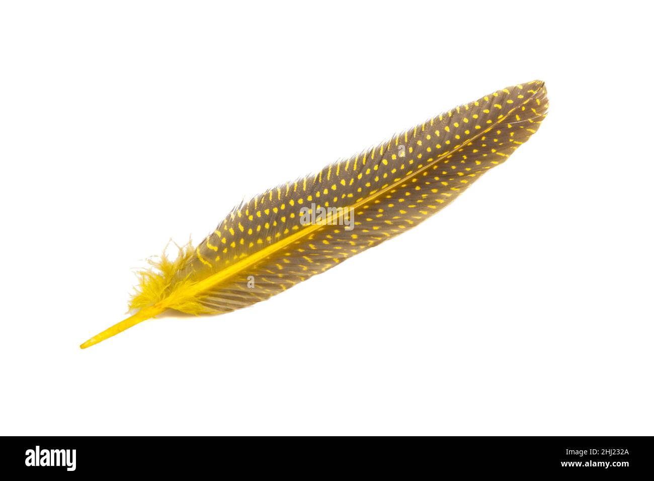 yellow fluffy decorative bird feather isolated on the white Stock Photo