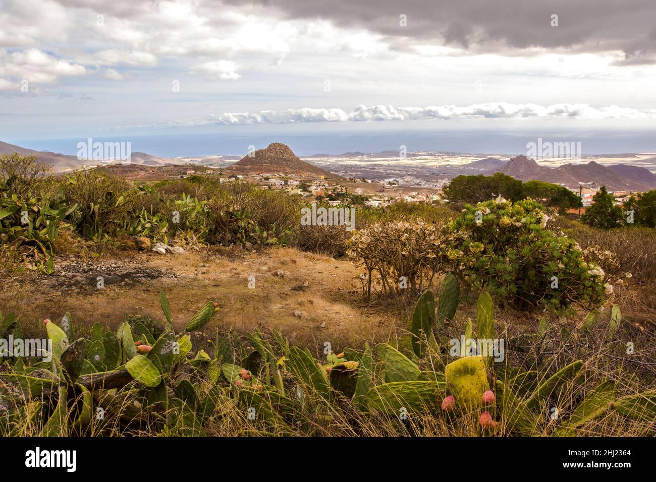 Beautiful landscape with endemic plants and mountains in Tenerife. Canary Islands, Spain. Stock Photo