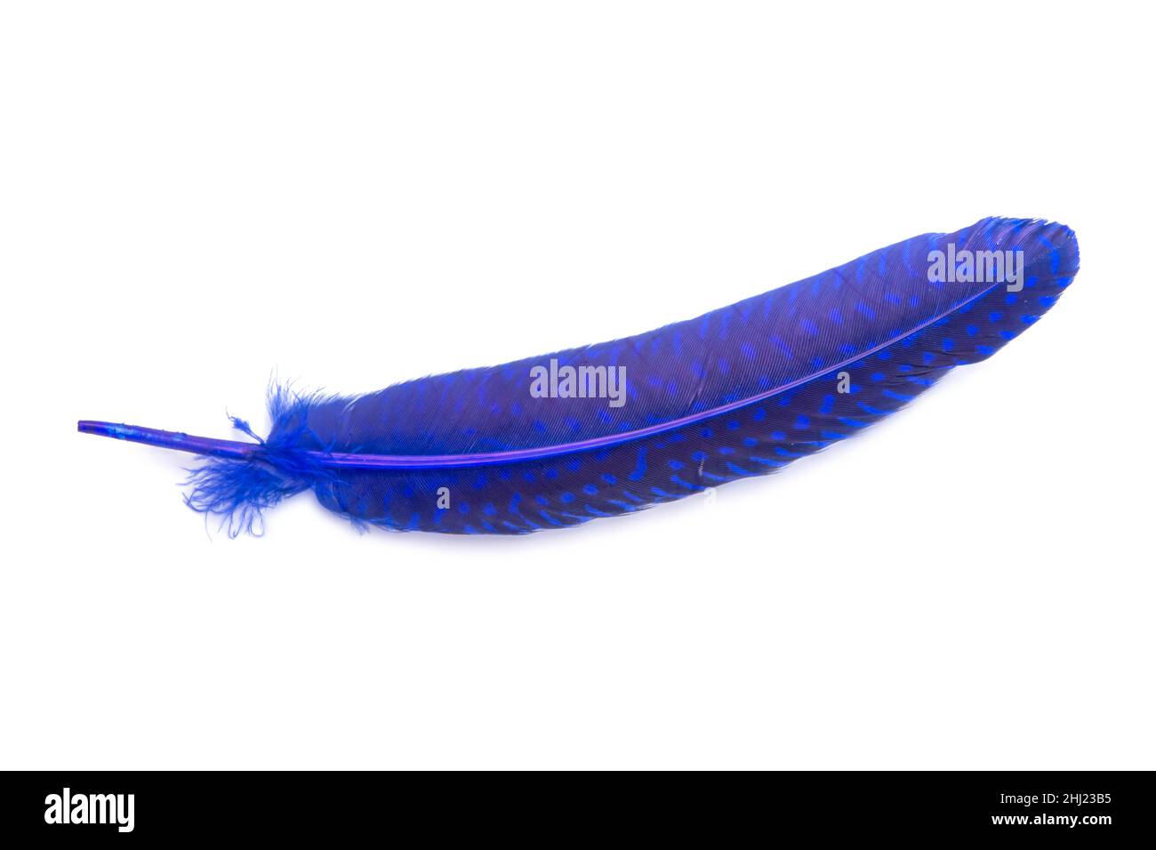 Blue fluffy feather isolated on the white Stock Photo