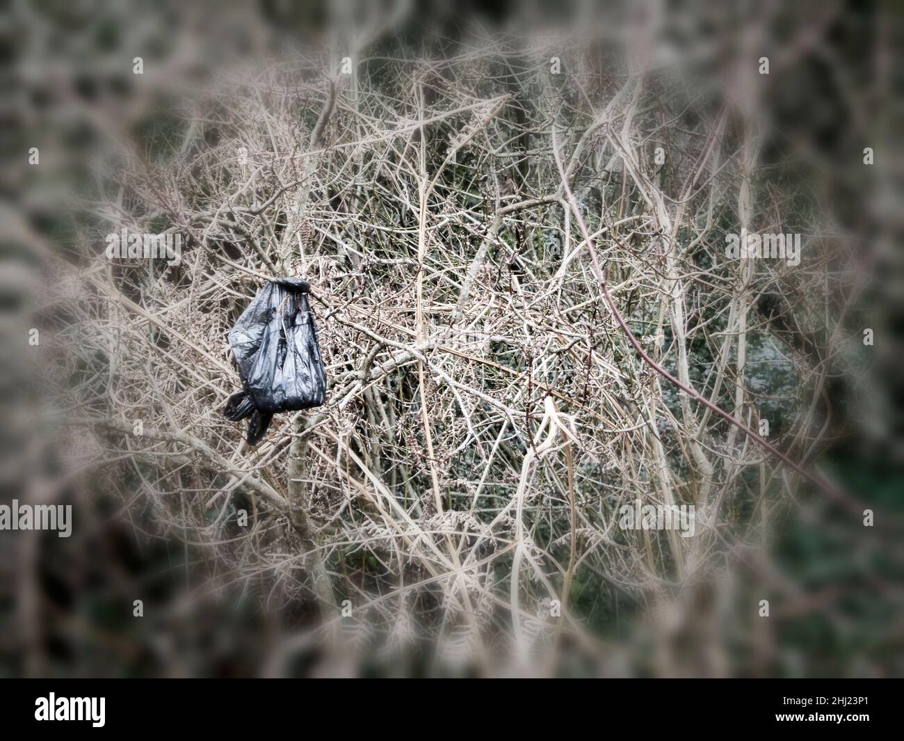 Found still-life of inconsiderate dog owners hanging poo bags from Hedgerow plants Stock Photo