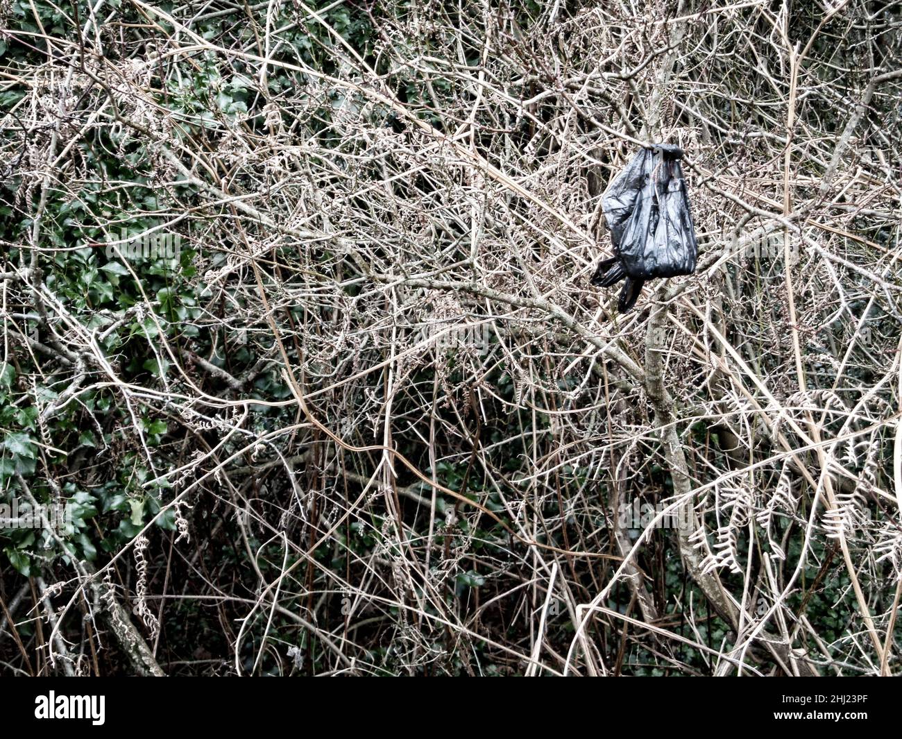 Found still-life of inconsiderate dog owners hanging poo bags from Hedgerow plants Stock Photo