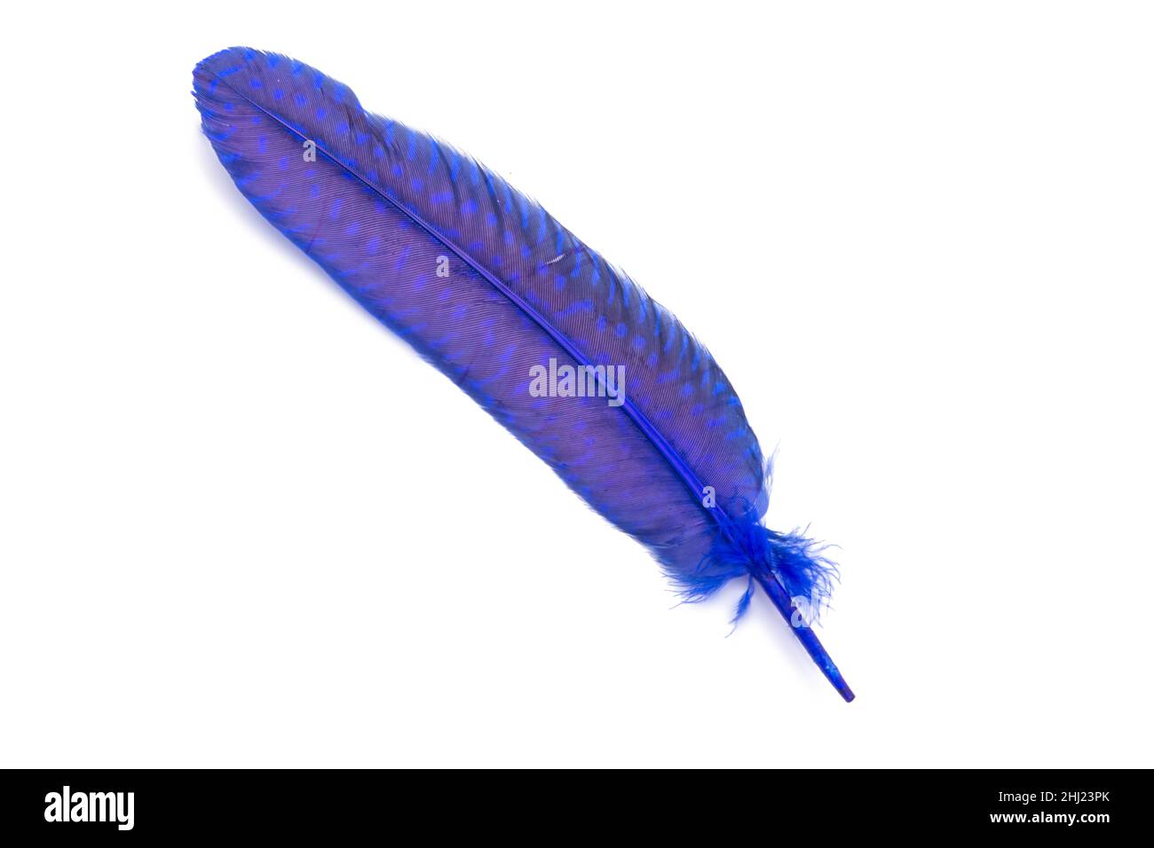 Blue fluffy feather isolated on the white Stock Photo