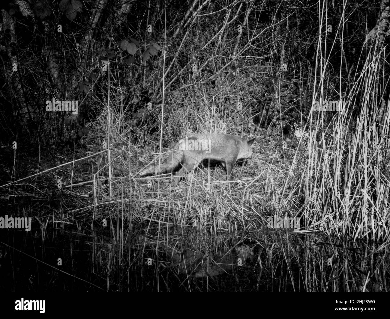 Red Fox in the nature reserve, near Carshalton Ponds, Hackbridge, England Stock Photo