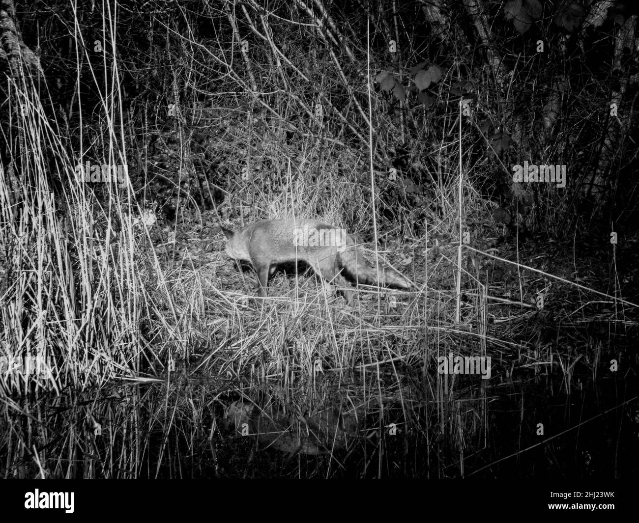 Red Fox in the nature reserve, near Carshalton Ponds, Hackbridge, England Stock Photo