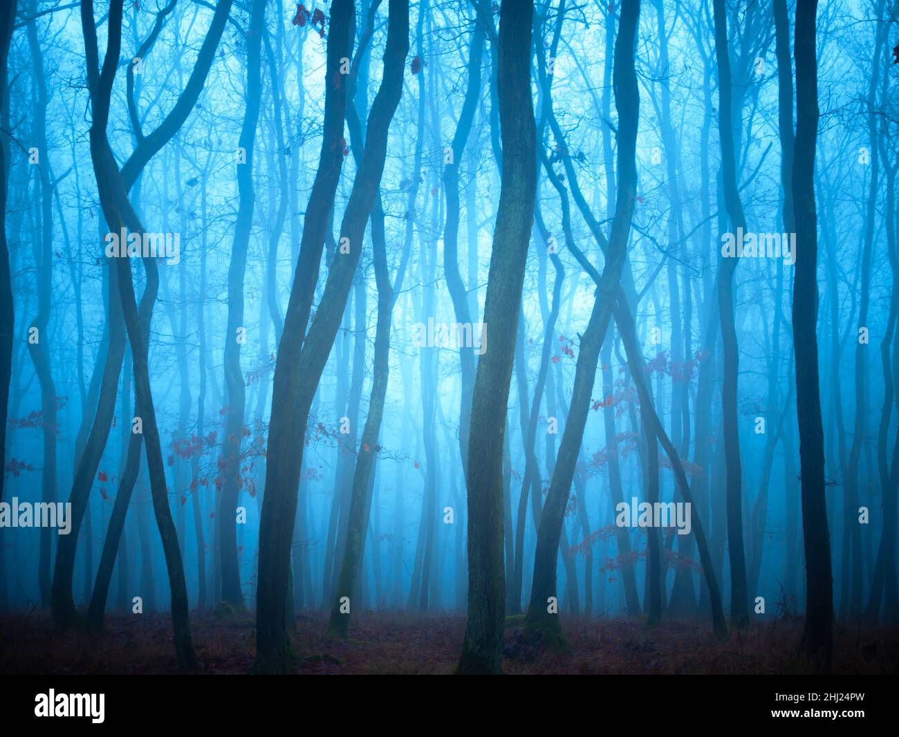 Mysterious foggy forest, oak trees, foliage, leafs,fog,tree trunks, gloomy landscape. Eastern