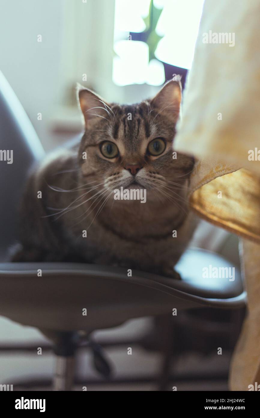 The cat sits on a chair near the dining table Stock Photo - Alamy