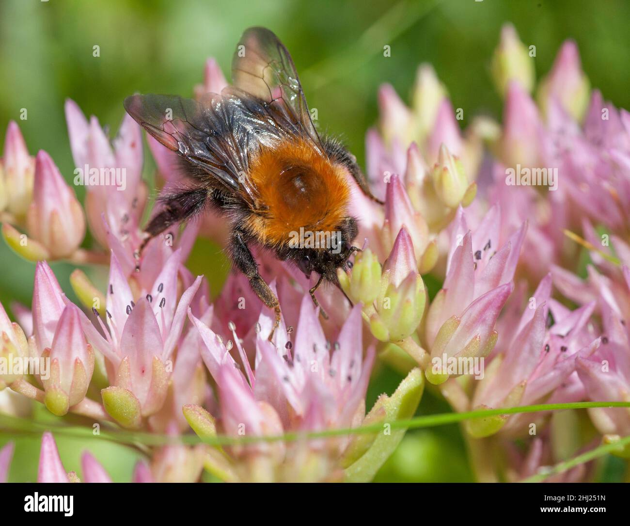 BUMBLEBEES search for pollen and nectar on a flower Stock Photo