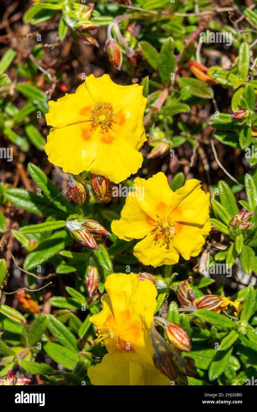Helianthemum 'Ben Fhada' a summer flowering evergreen small shrub plant with an yellow orange  summertime flower commonly known as rock rose, stock ph Stock Photo