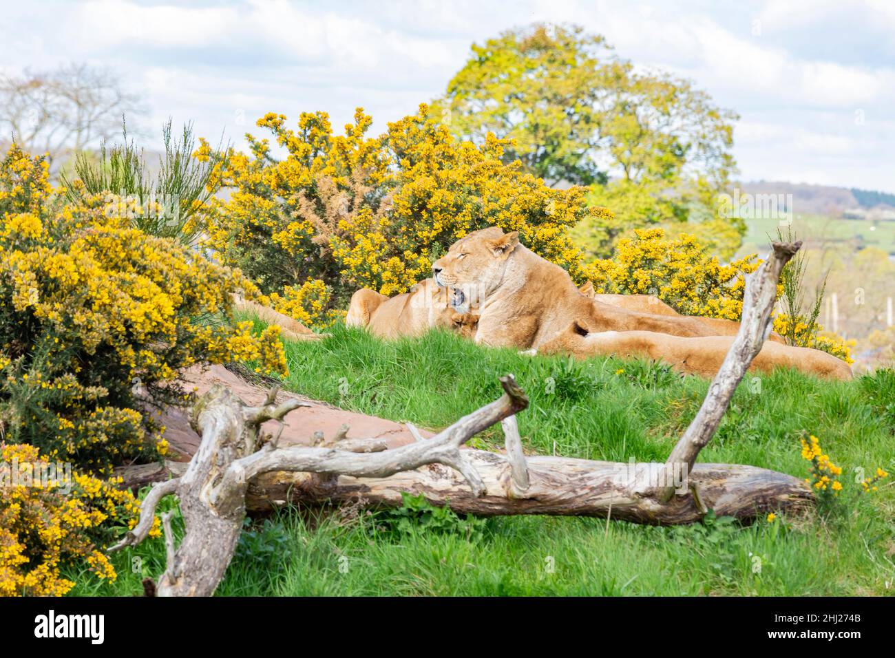 Uk Midlands Spring Rock lion england zoo hi-res stock photography and images - Alamy