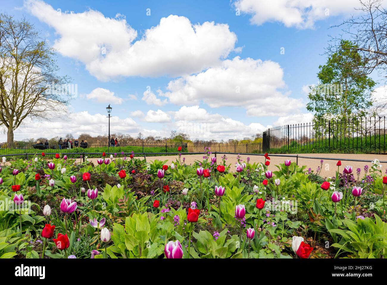 Flower blossom in Hyde Park at London, United Kingdom Stock Photo - Alamy