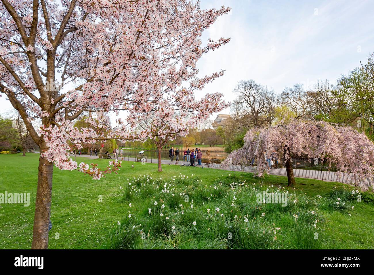 Cherry tree in st jamess park hi-res stock photography and images - Alamy