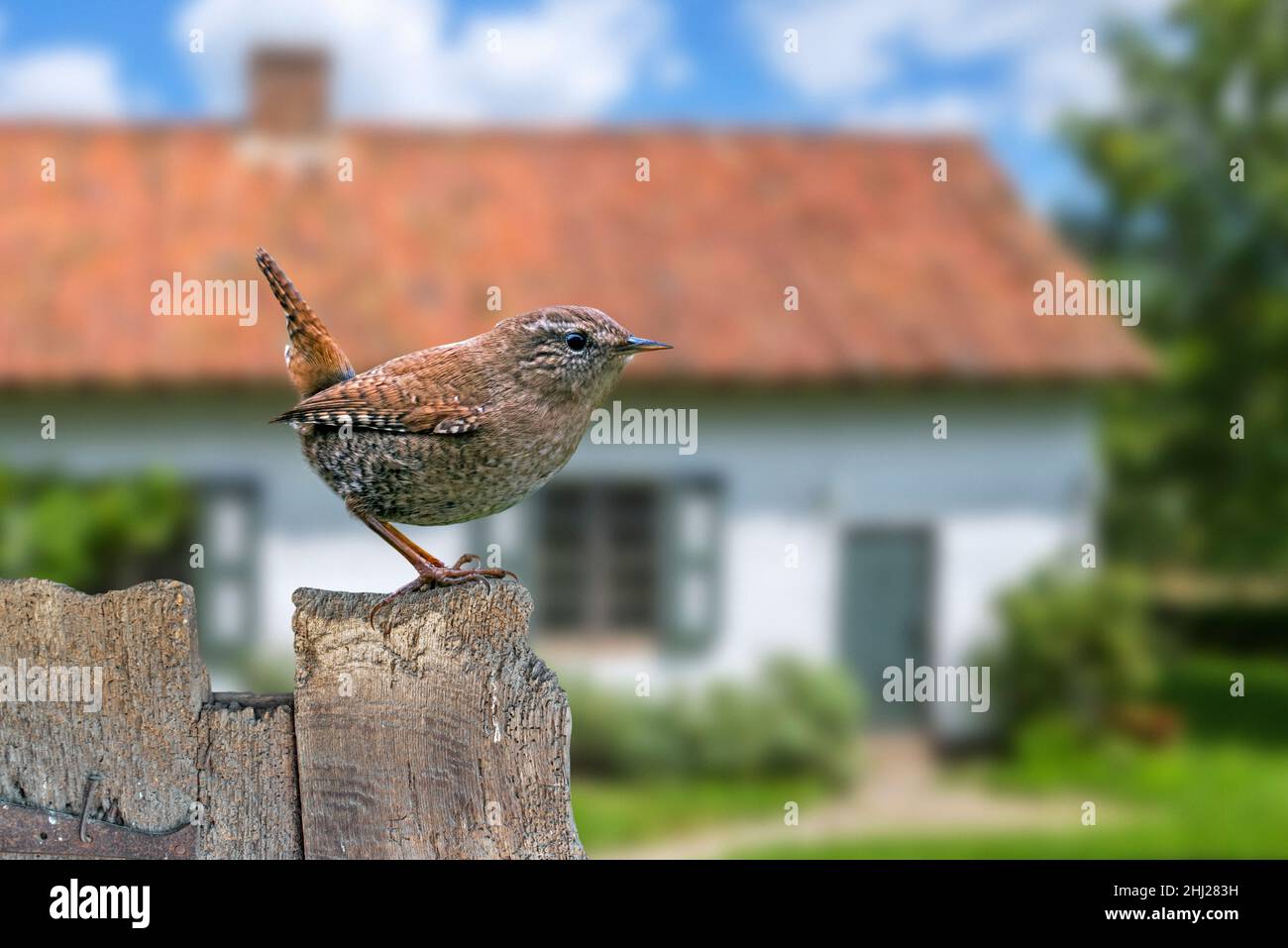 Eurasian wren (Troglodytes troglodytes / Nannus troglodytes) perched on old weathered wooden garden fence of house in the countryside Stock Photo
