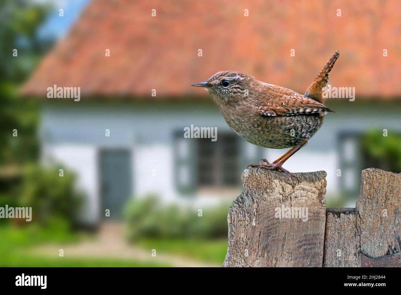 Eurasian wren (Troglodytes troglodytes / Nannus troglodytes) perched on old weathered wooden garden fence of house in the countryside Stock Photo