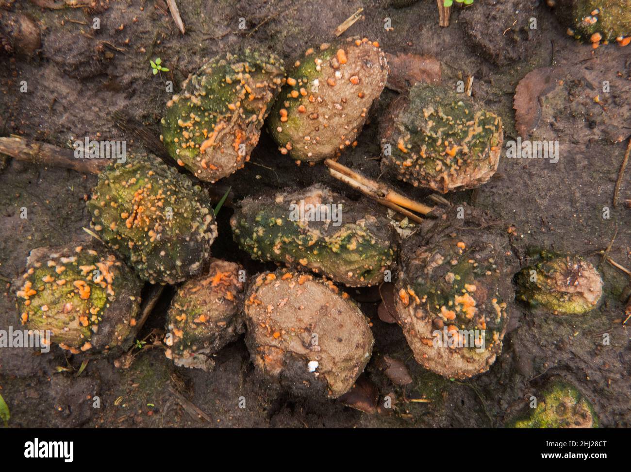 Rotten potatoes, left in the field after harvest, covered with orange mold Stock Photo