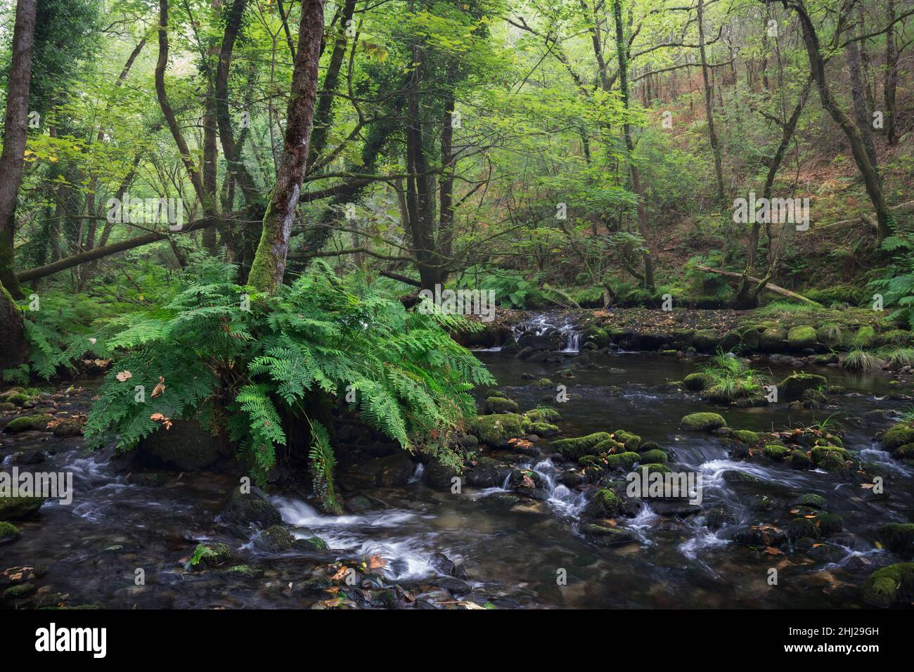River Across a Rainforest in Galicia, Spain Stock Photo