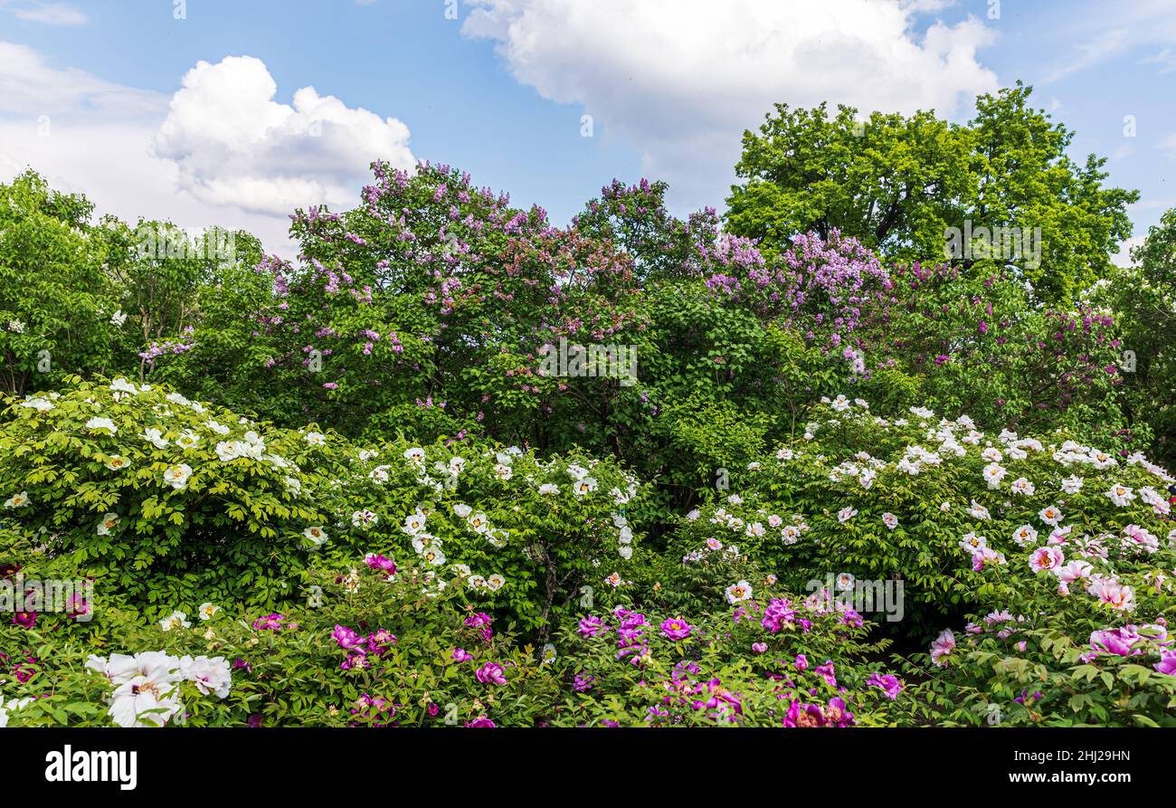 Landscape with blooming lilacs and tree peonies Stock Photo