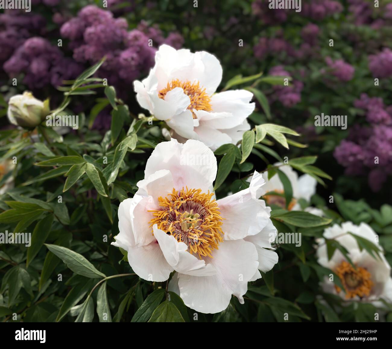Blooming lilacs and treelike white peonies on a spring sunny day in the garden Stock Photo