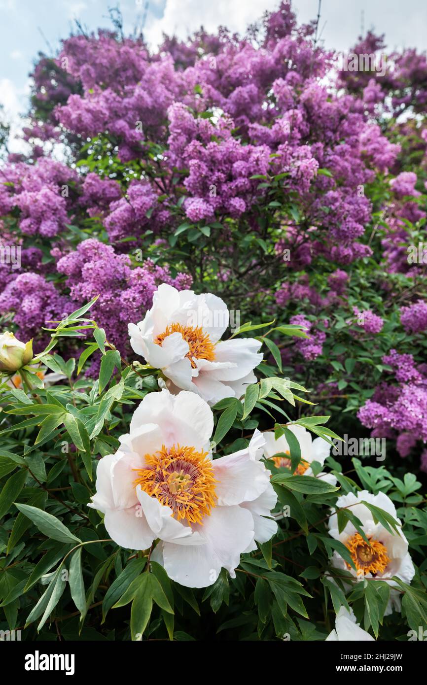 Blooming lilacs and treelike white peonies on a spring sunny day in the garden Stock Photo