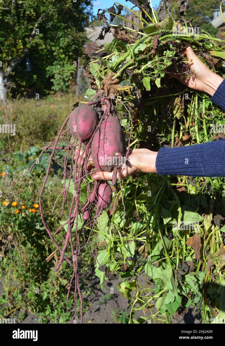 Sweet potatoes roots with harvest in the gardener hand. Sweet Potato