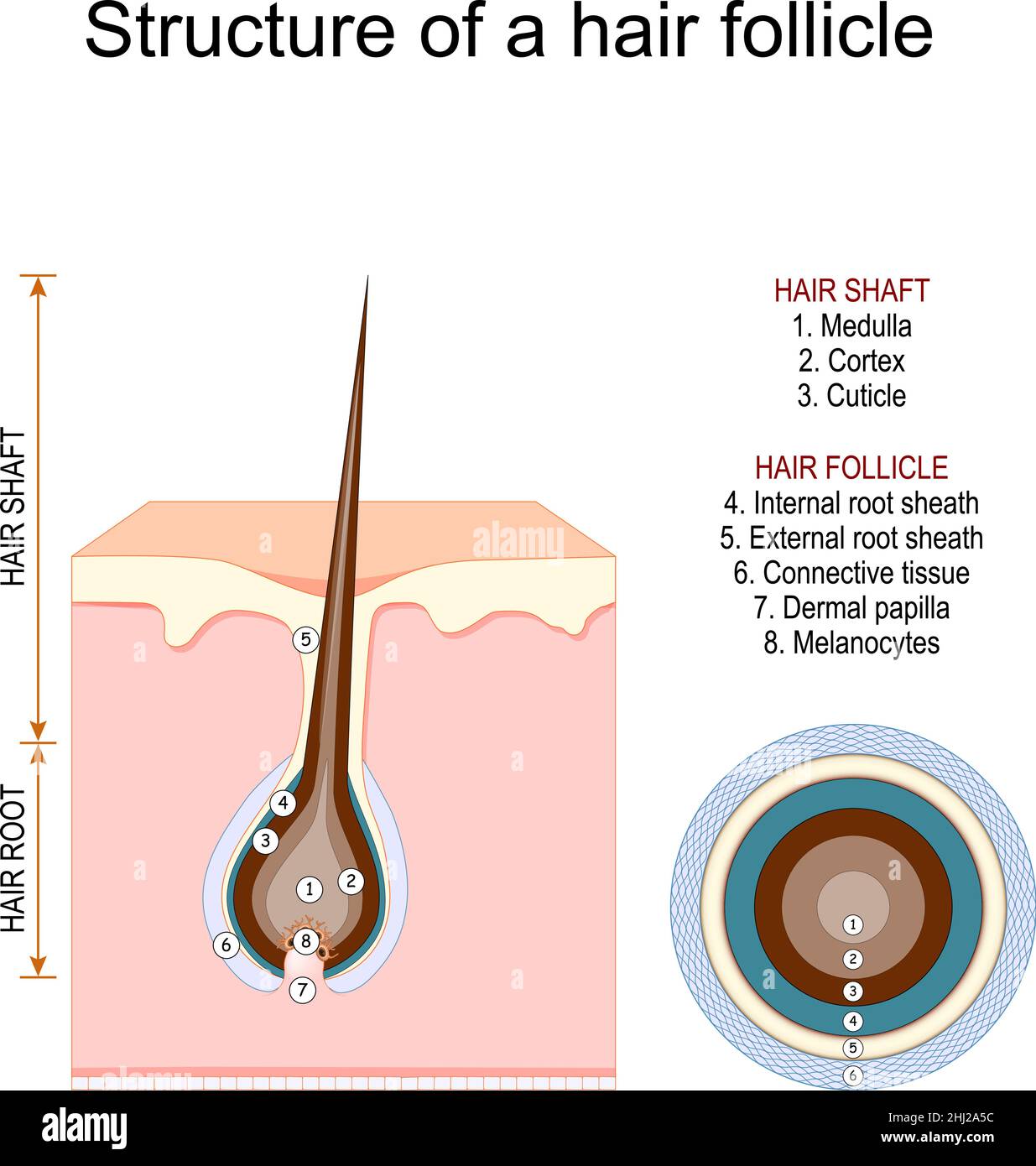 Structure of a hair follicle. Anatomy of hair shaft. Hair root with Dermal papilla. Vector illustration Stock Vector