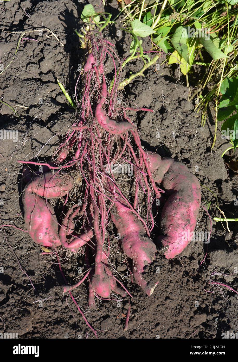 sweet potato roots