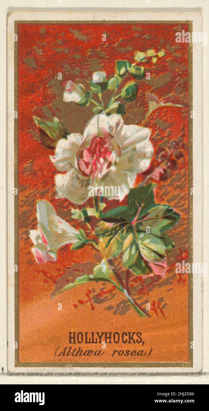 Hollyhocks (Althea rosea), from the Flowers series for Old Judge Cigarettes 1890 Issued by Goodwin & Company The 'Flowers' series of trading cards (N164) was issued by Goodwin & Company in 1890 to promote Old Judge Cigarettes. The Metropolitan Museum of Art owns all 50 cards in the series.. Hollyhocks (Althea rosea), from the Flowers series for Old Judge Cigarettes  400597 Stock Photo