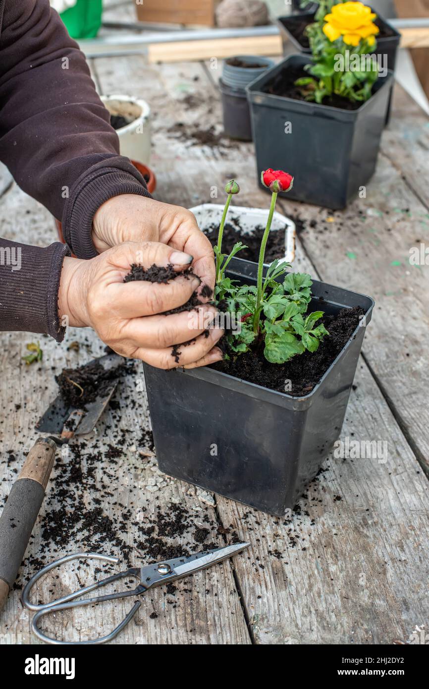 farmer's hands transplant flowers in spring in garden. farmer pours Soil into pot with