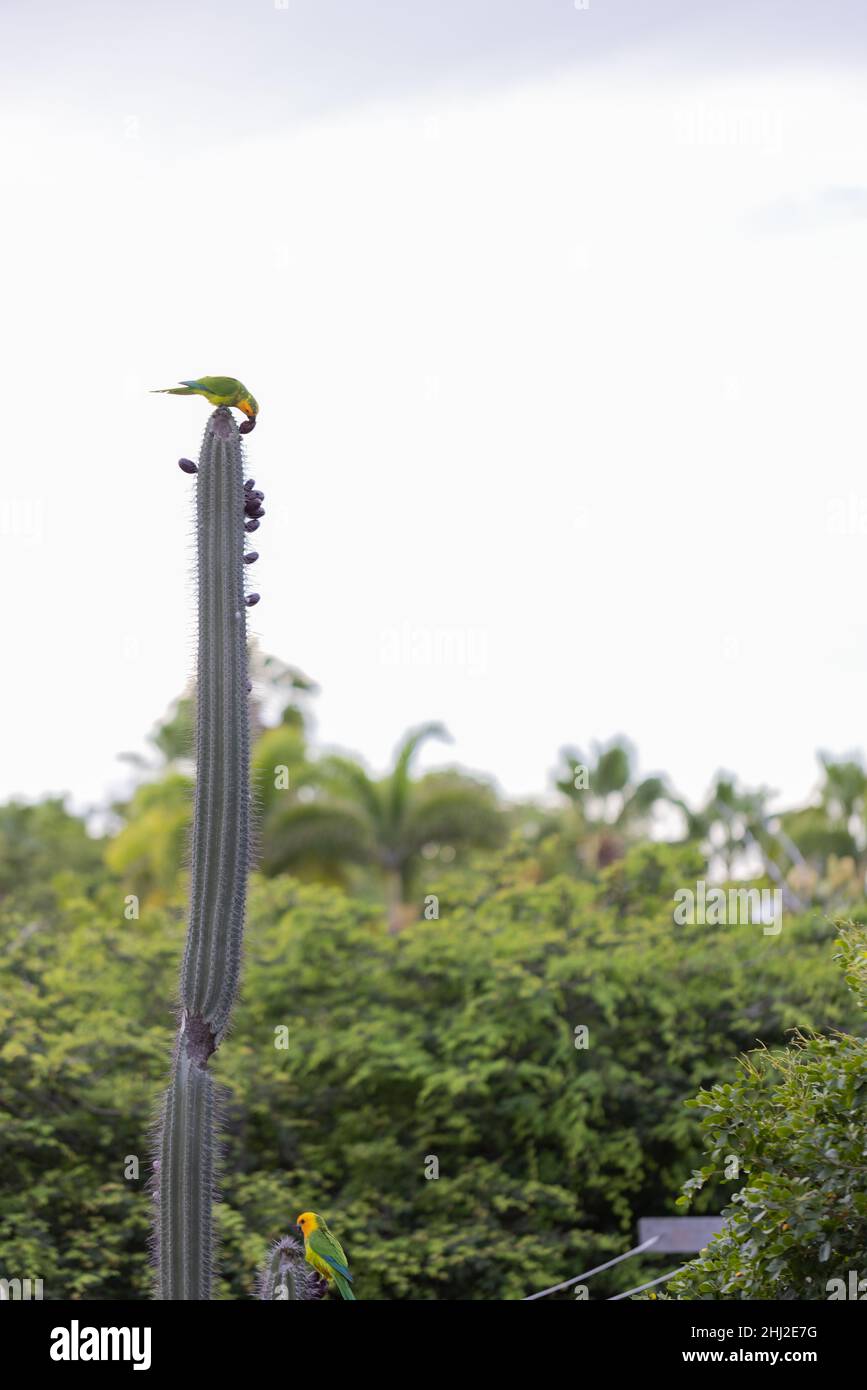 Two parrots are sitting on the cactus and eating cactus fruits