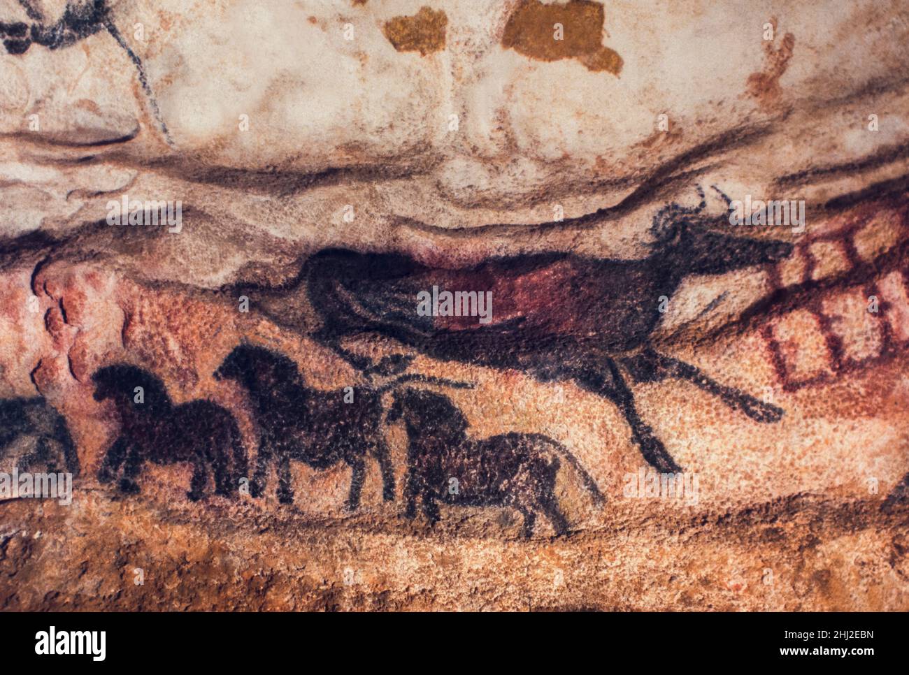 Stone Age cave paintings of auroch (now extinct wild bull) and dun horse, Lascaux caves, Perigord, Montignac, Dordogne, France Stock Photo