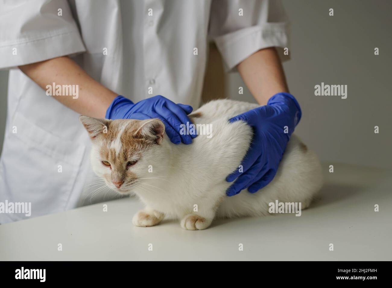Woman veterinarian in blue protective gloves examining cat. Cat visiting vet for regular check up. Stock Photo