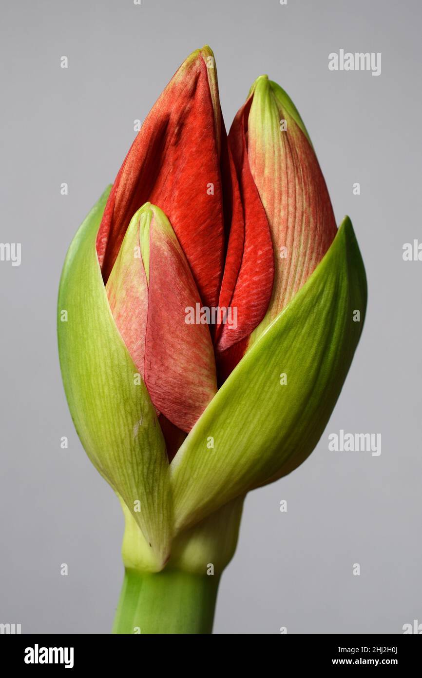 half open amaryllis bud on a grayl background Stock Photo