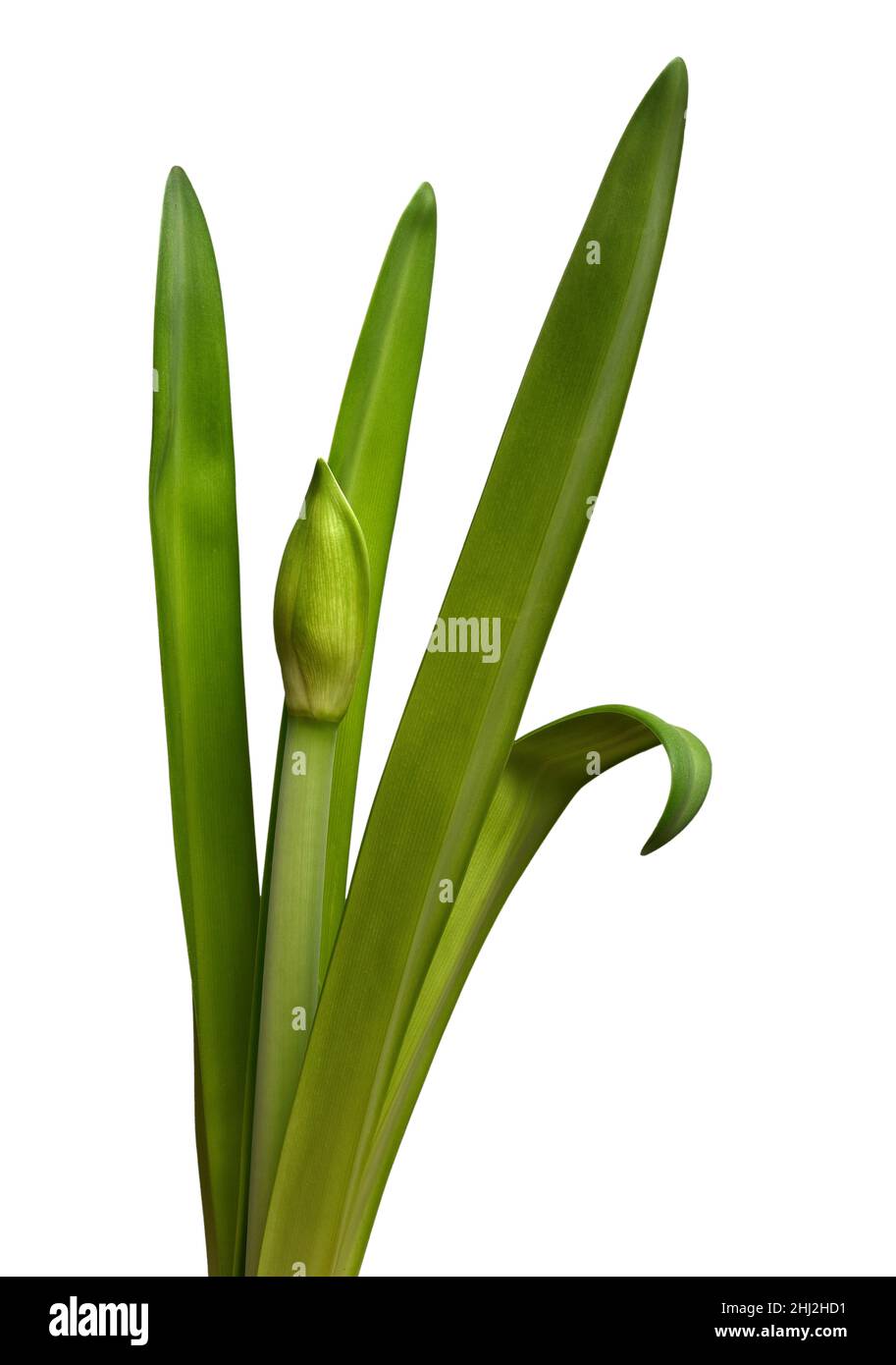 unblown amaryllis bud and leaves on a white background Stock Photo