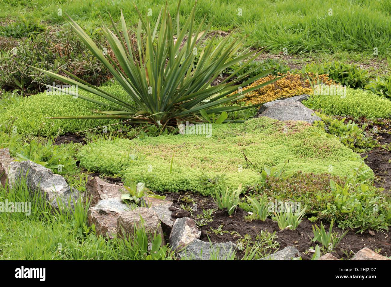 Young shoots of white stonecrop and   palm yucca, growing in flower bed. Sedum album. Stock Photo