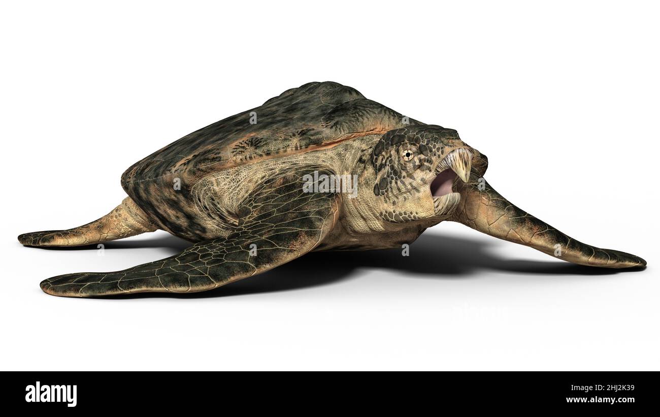 Prehistoric Sea Turtle - Archelon Stock Photo