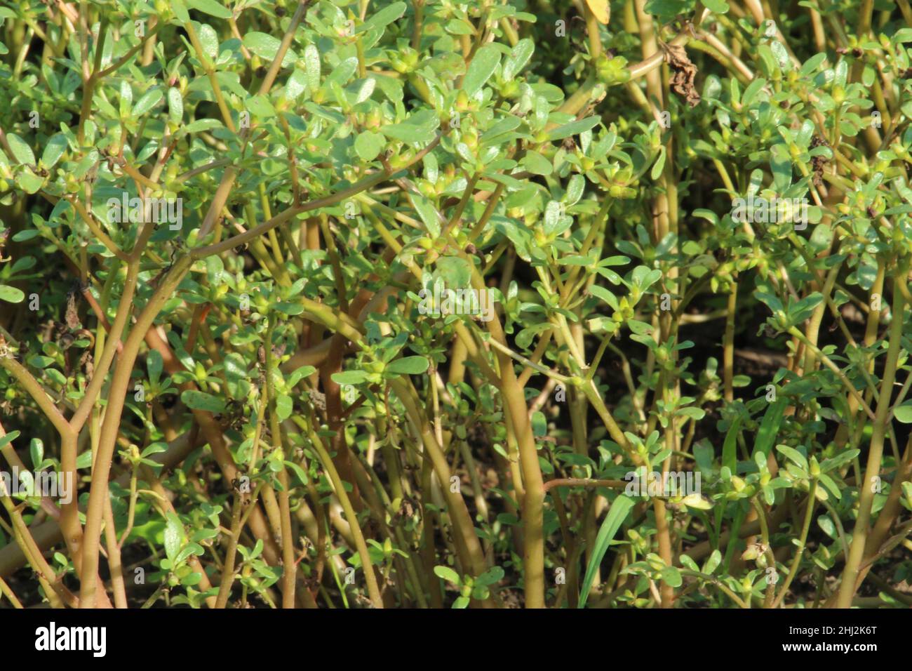 Field weed common purslane. Portulaca oleracea. Stock Photo