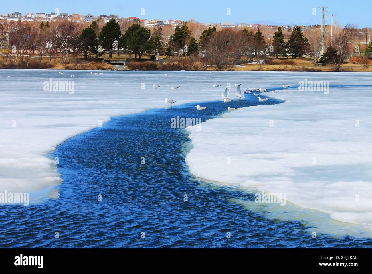 Seagulls gathered on the thin melting ice on a pond, spring. Stock Photo