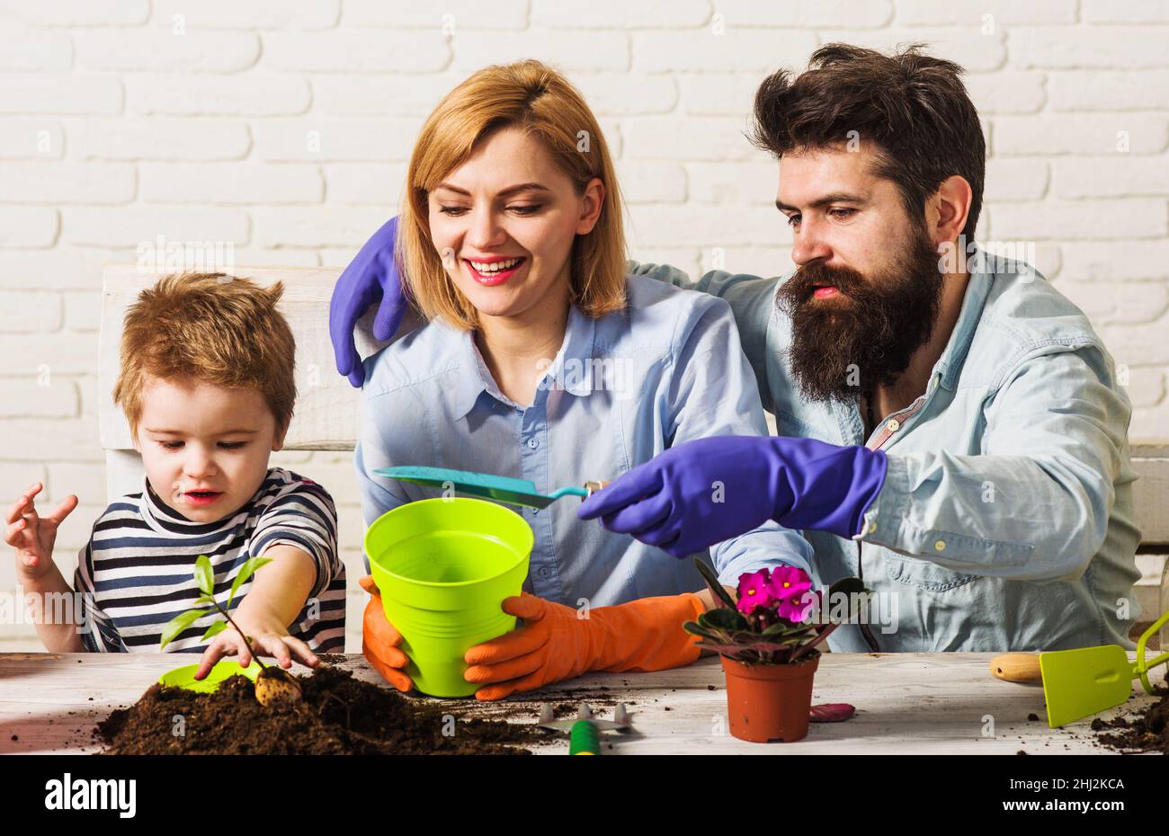 Son help father and mother to plant flowers. Family gardening. Child